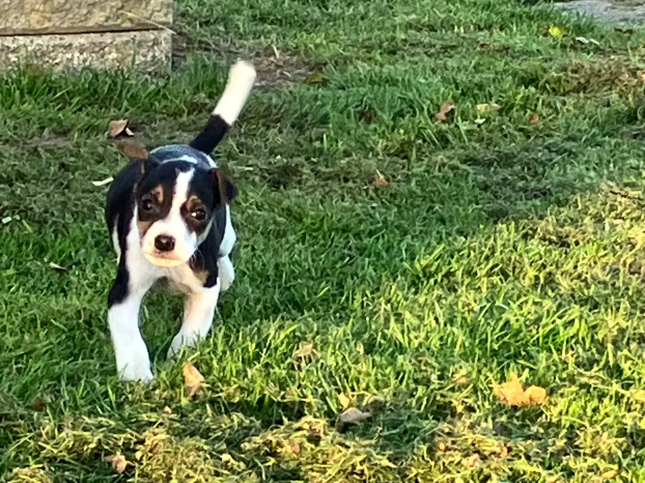 Billede 1 - Dansk Svensk Gårdhundehvalpe