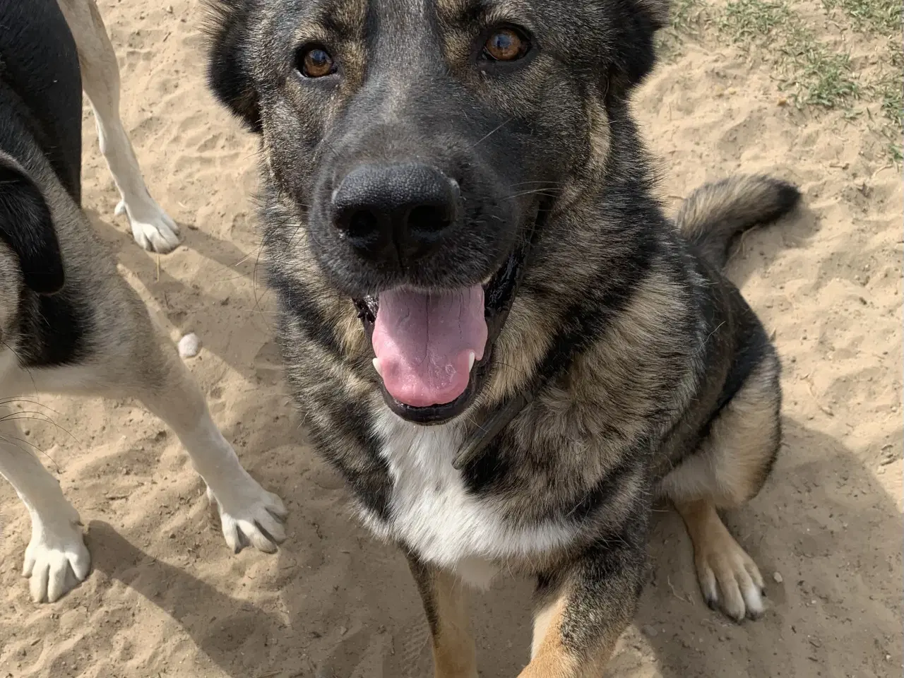 Billede 6 - Tyson søger familie! 🩵