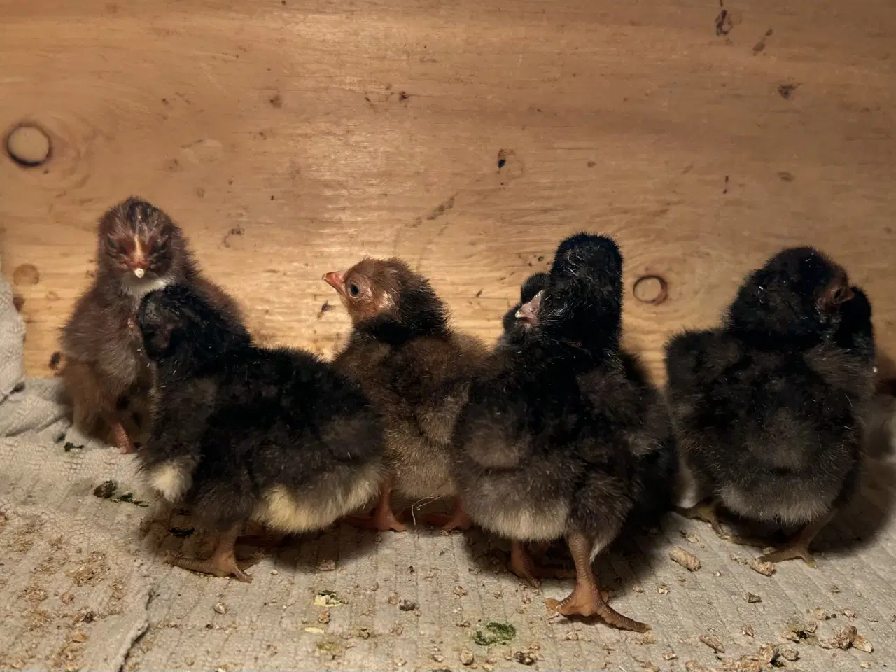 Billede 2 - Dværg Orpington