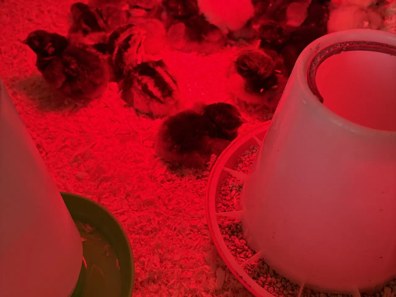 Billede 1 - Daggamle kyllinger 