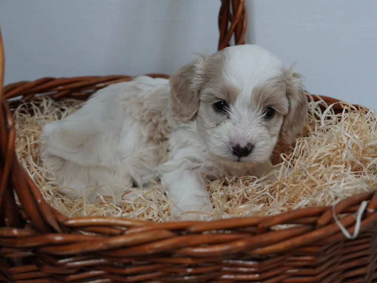 Billede 7 - Coton poo hvalpe