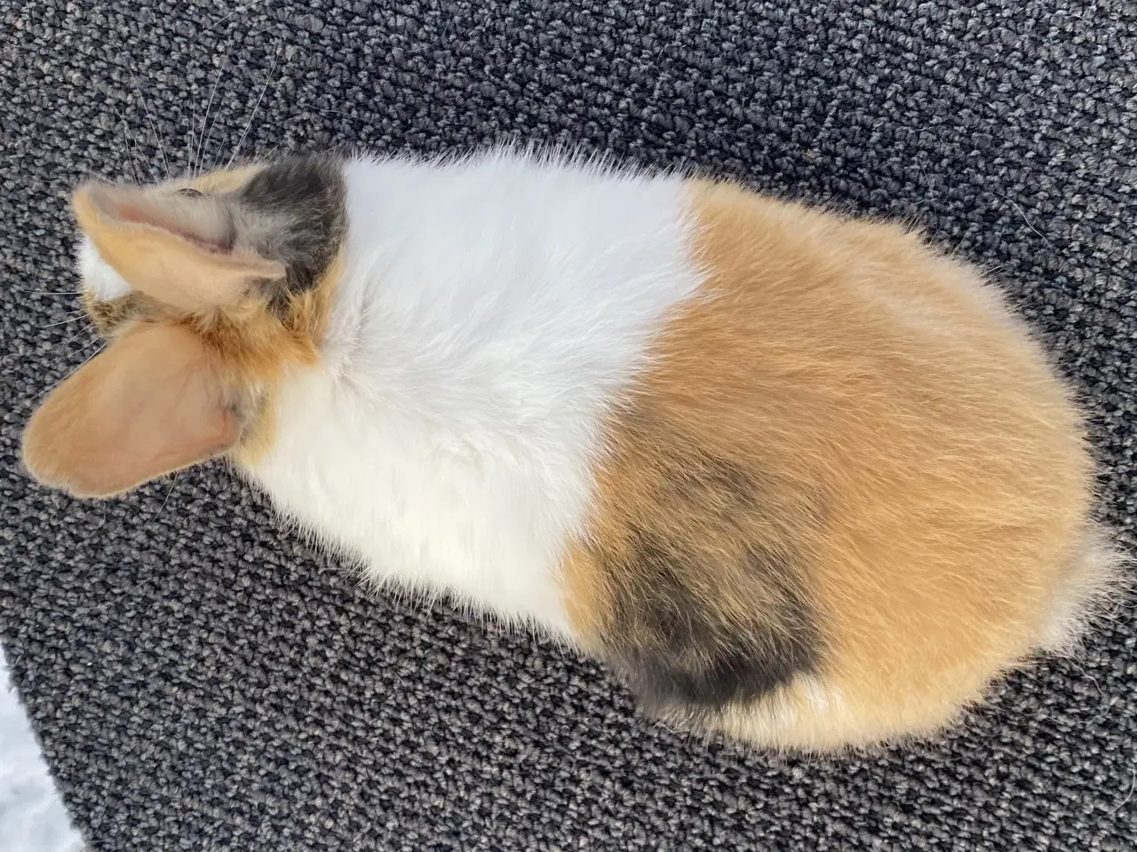 Billede 8 - HOLLÆNDER HUN JAPANER SORT/ GUL