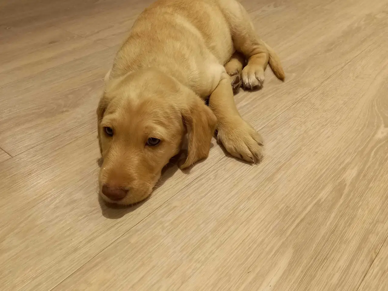 Billede 1 - Charmerende labradoodle hundehvalp