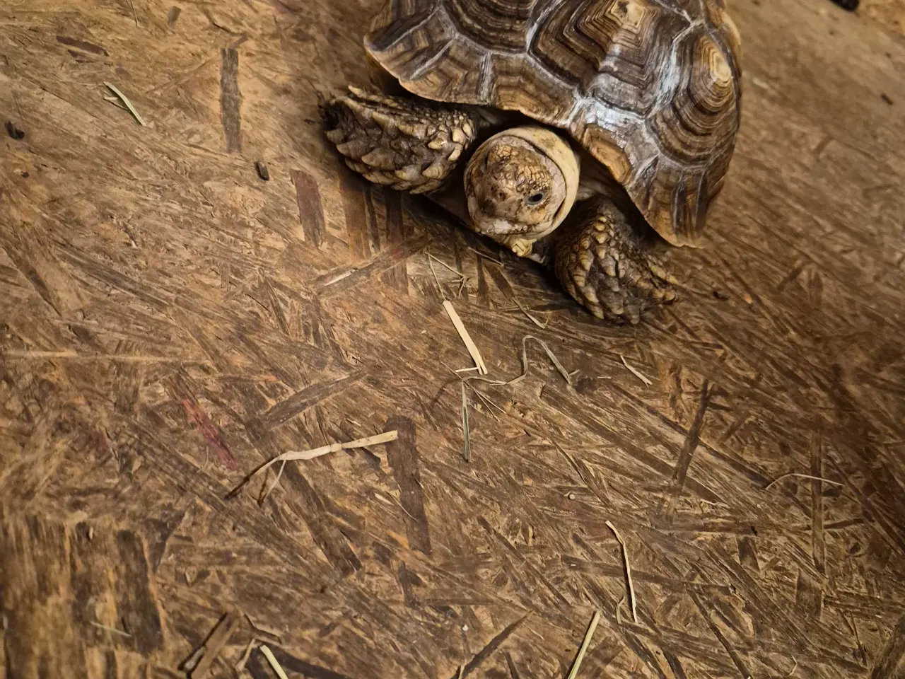 Billede 1 - Afrikansk sporeskildpadde 