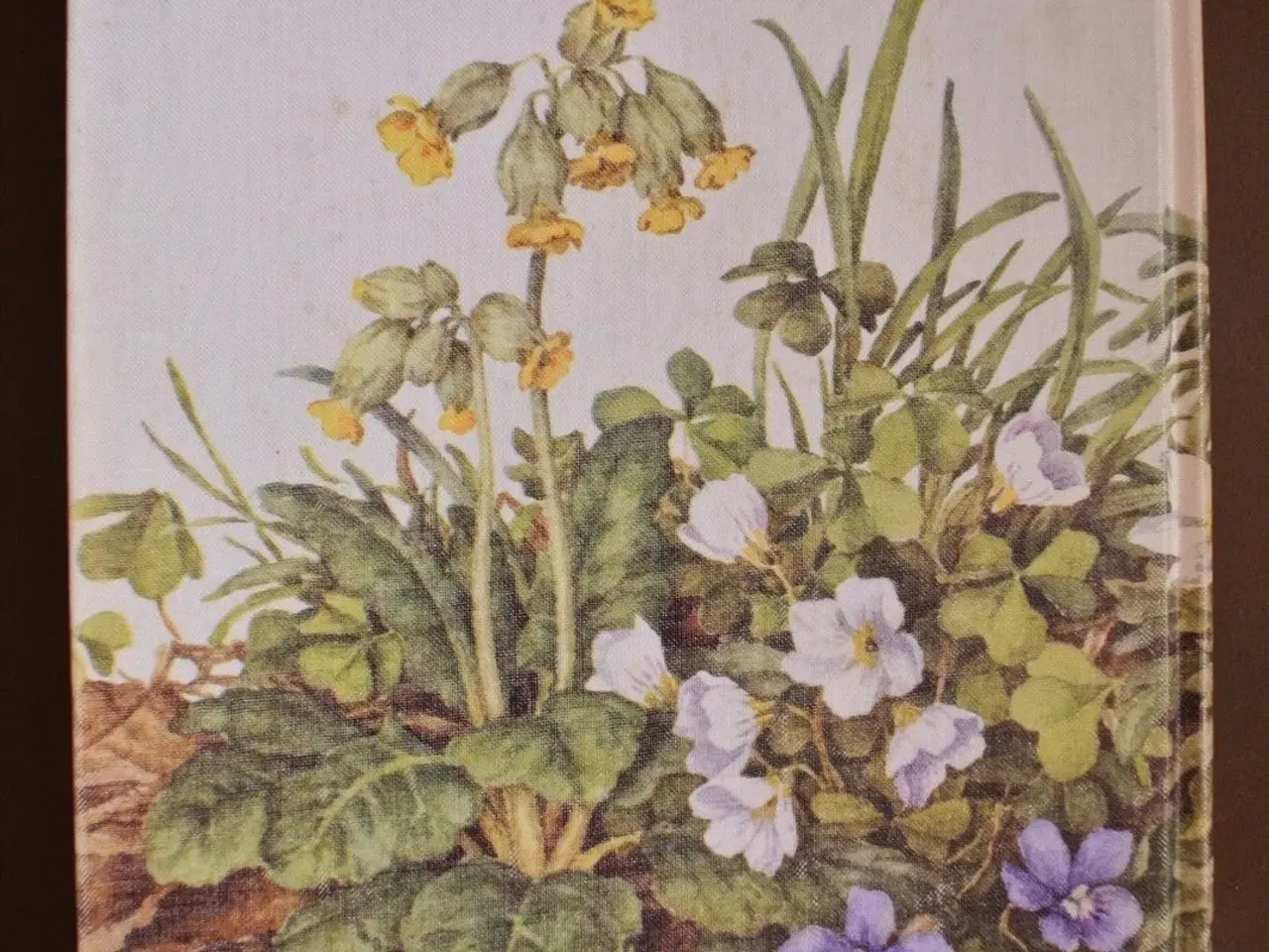 Billede 2 - illustreret flora, af vilhelm baltzer og morten la