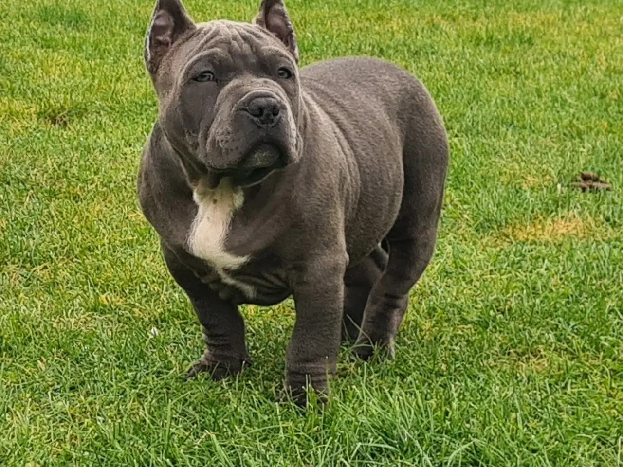 Billede 5 - American Bully Dreng 