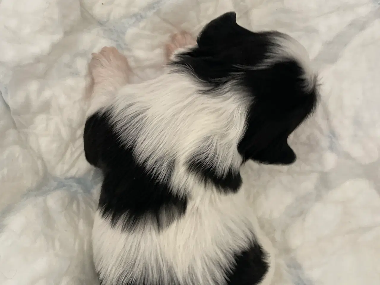Billede 3 - Shih tzu hvalpe 