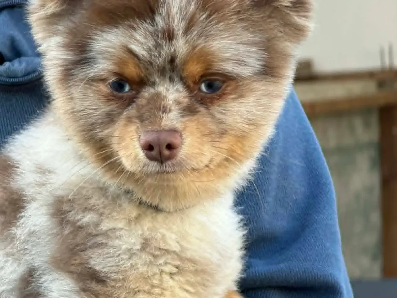 Billede 8 - 🐾 Pepsi søger sit for evige hjem 🐾