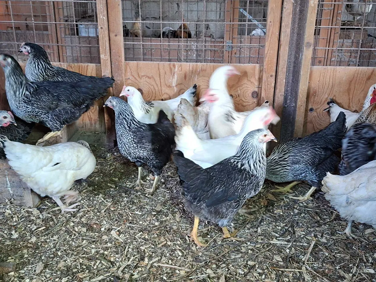 Billede 1 - Høns
