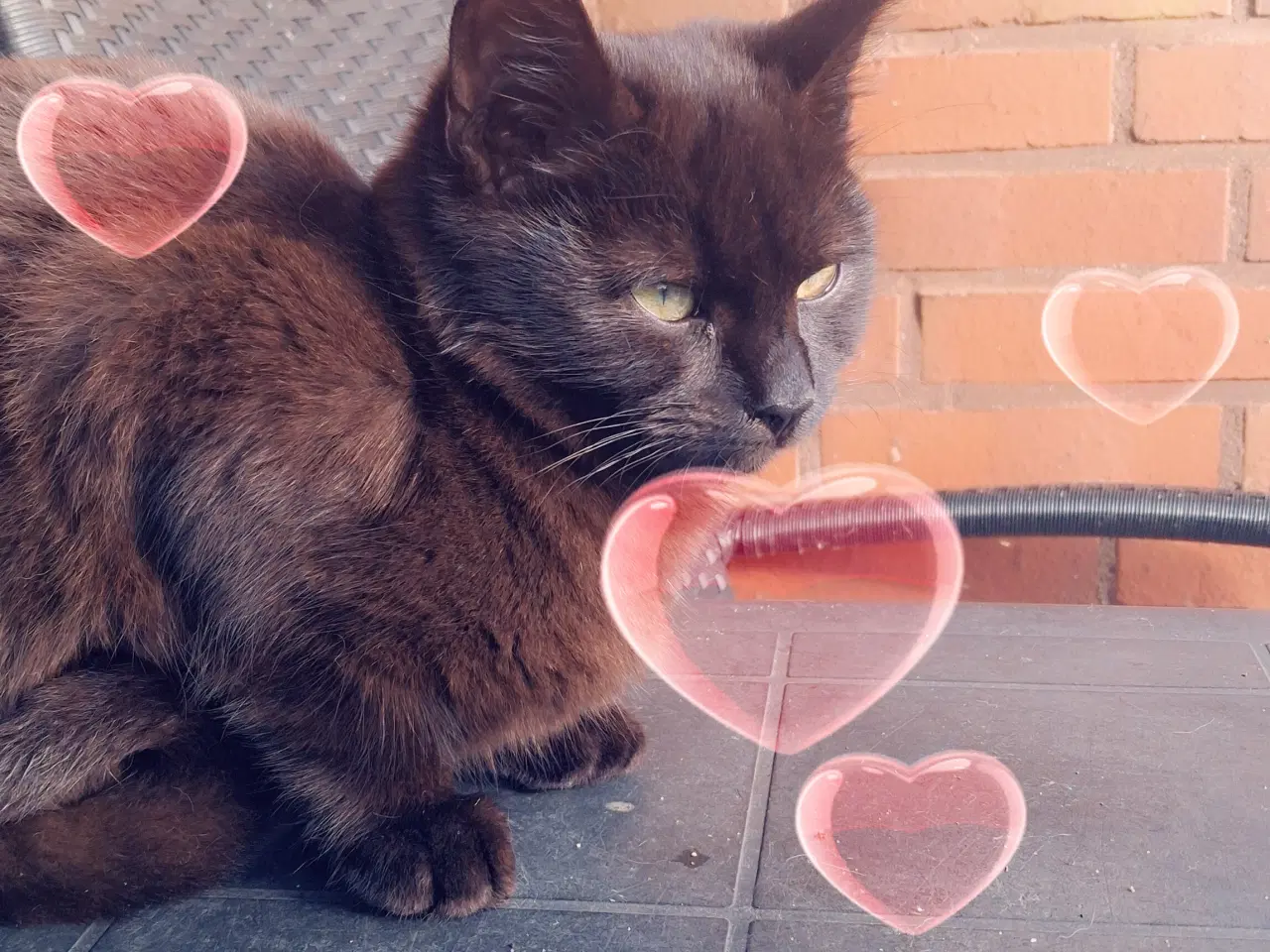 Billede 1 - Lille sort kat søger nyt kærligt hjem.