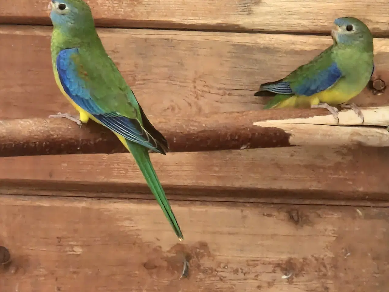 Billede 2 - Naturfarvet turkis unger 