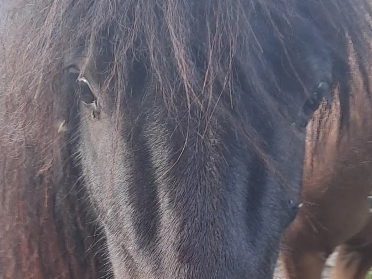 Billede 2 - Shetland hingst rødt pas