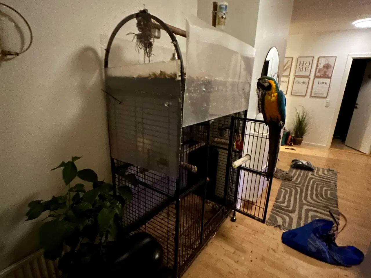 Billede 3 - Blå gul ara