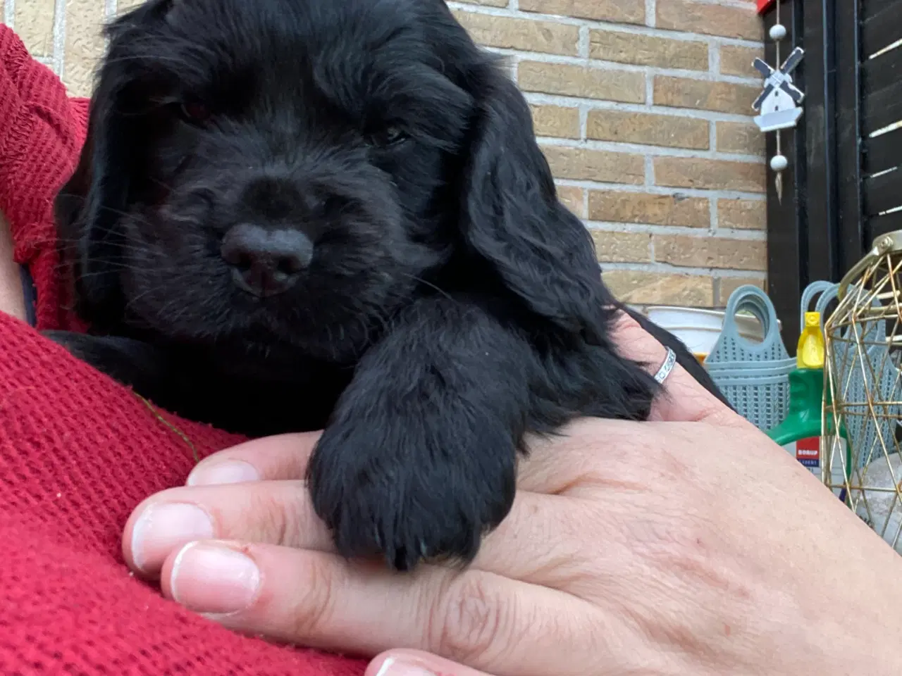 Billede 2 - Cockerspaniel hvalpe