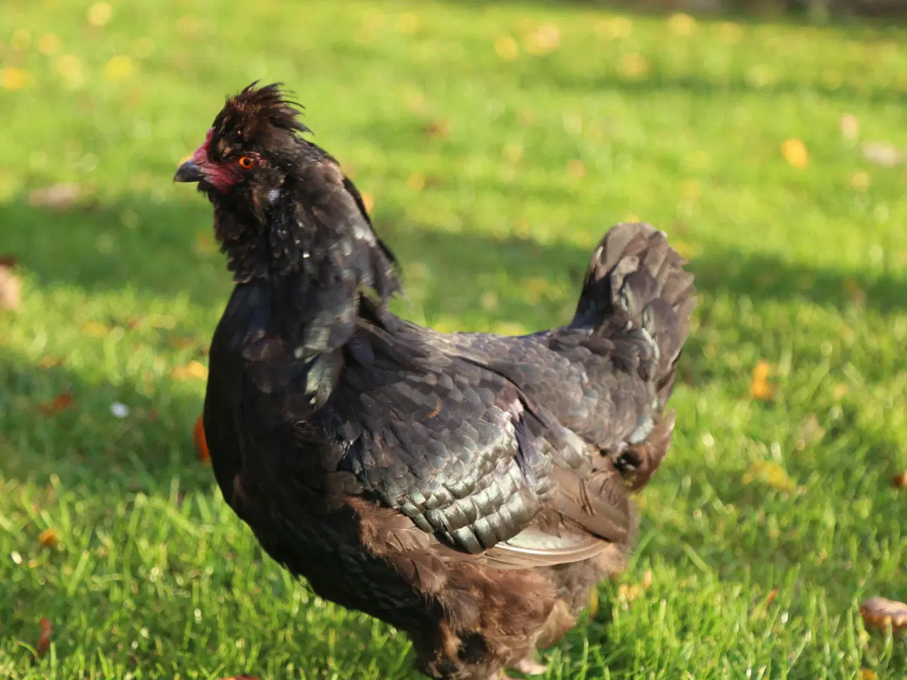 Billede 3 - Dejlig hønseflok, primært Australorps,mv