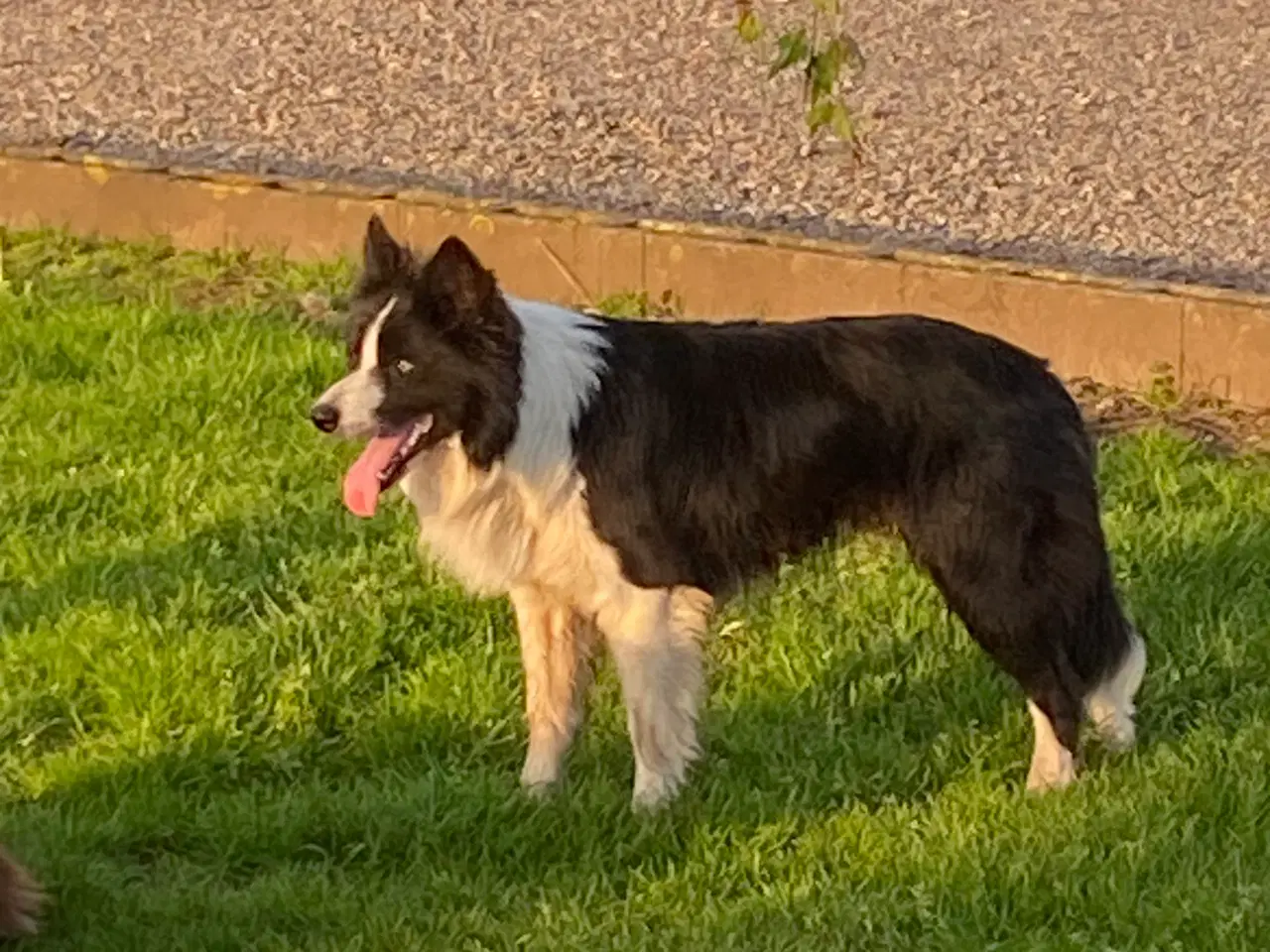 Billede 3 - border collie dreng