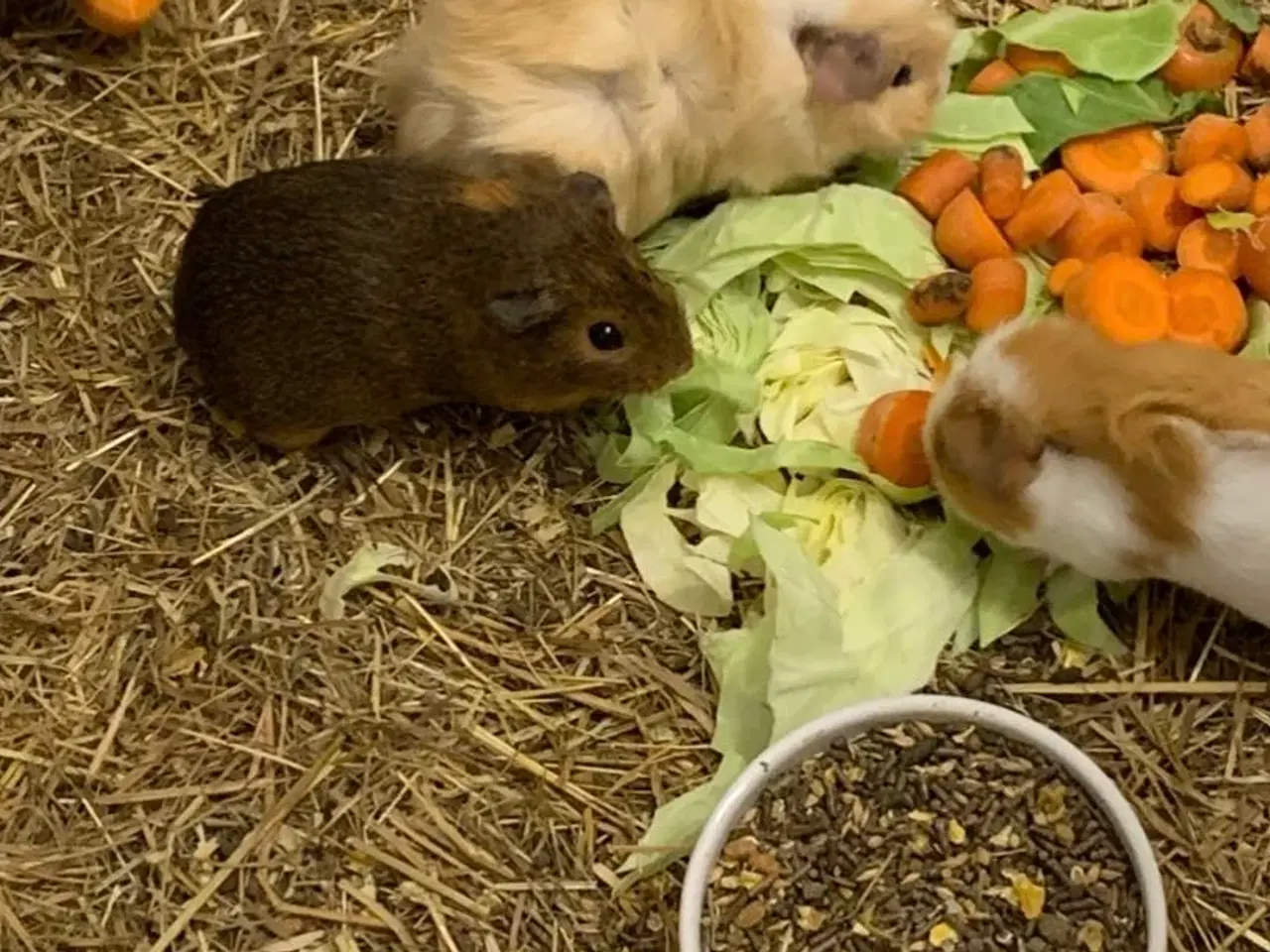 Billede 1 - Hunmarsvin tamme og søde