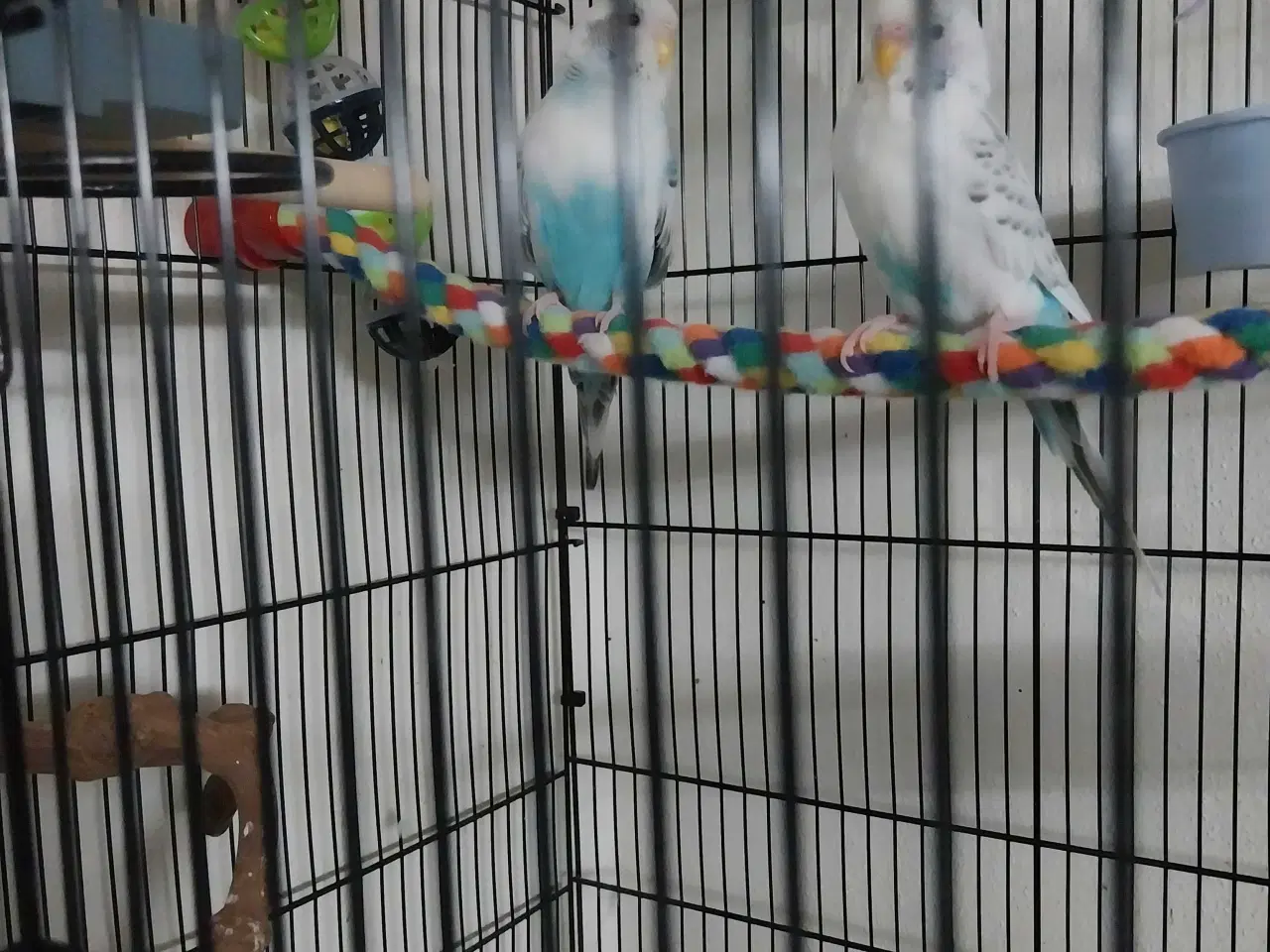 Billede 2 - 2 undulater