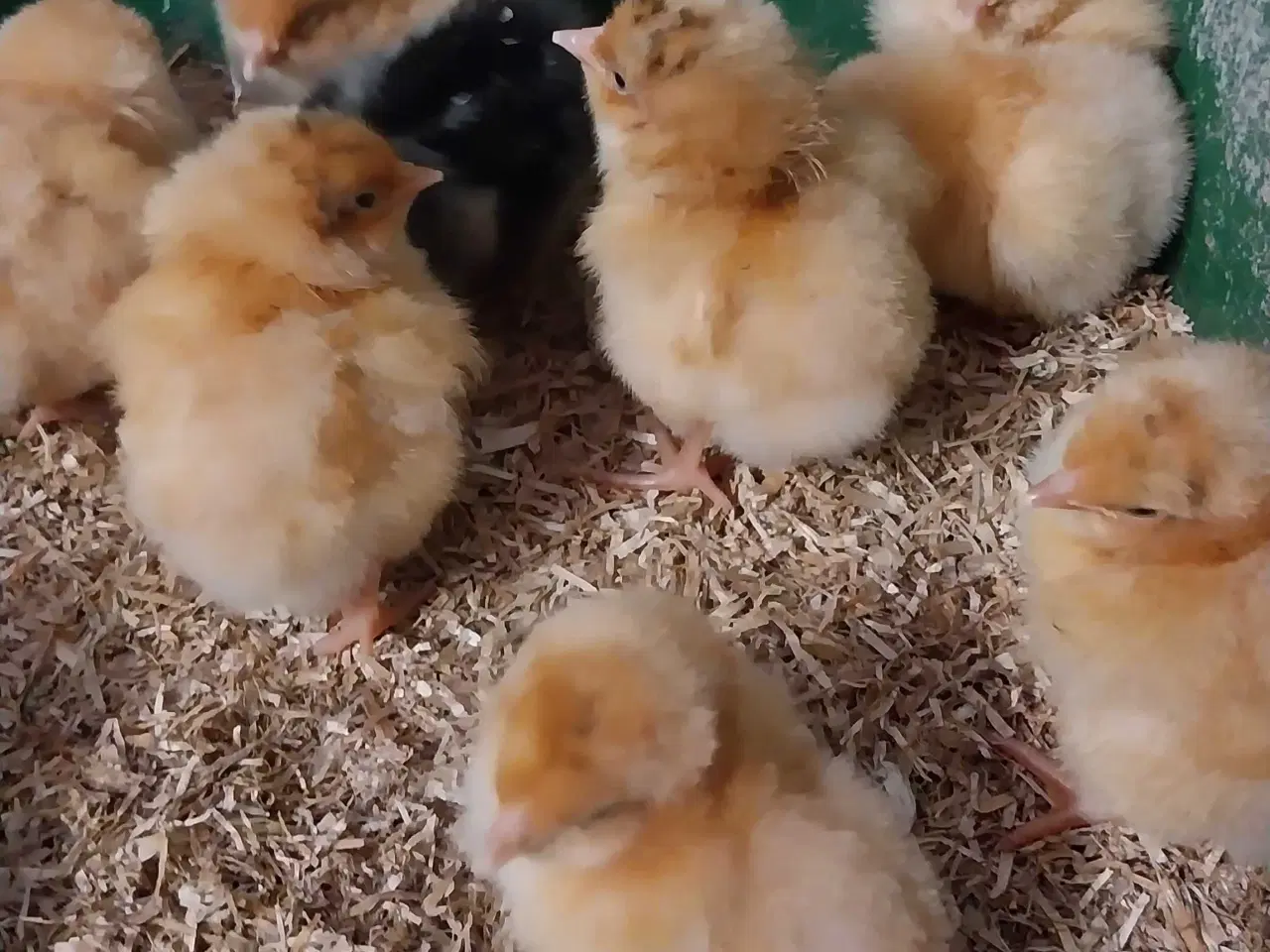 Billede 2 - Kyllinger søger nyt hjem 