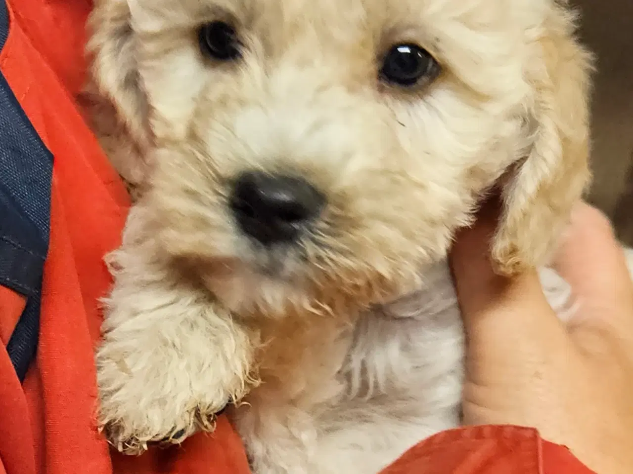 Billede 2 - Labradoodle hvalpe