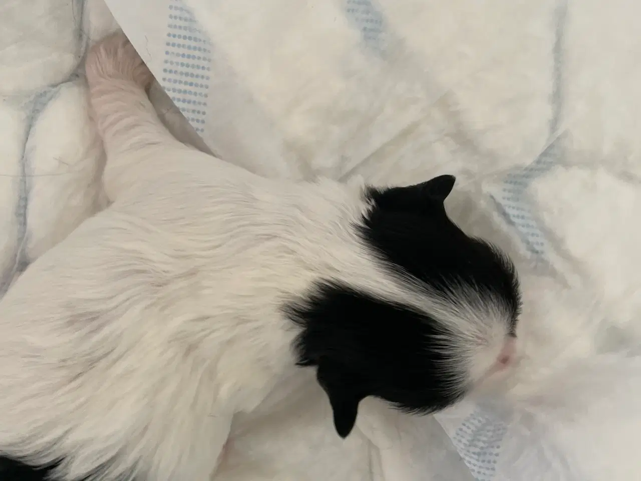 Billede 2 - Shih tzu hvalpe 