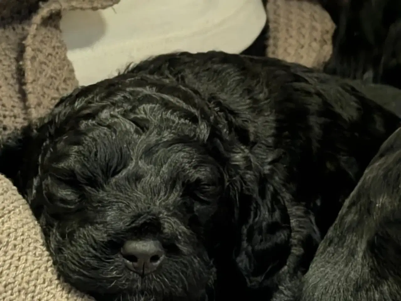 Billede 11 - Cockapoo hvalpe søger nye hjem