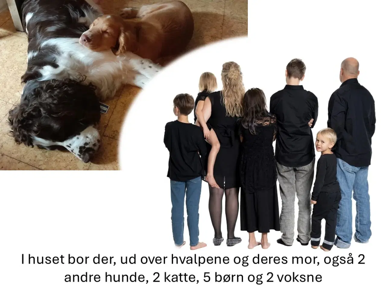 Billede 7 - Springerdoodle hvalpe