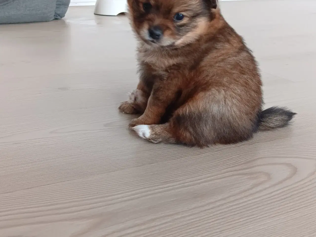 Billede 1 - Pomeranian/Chihuahua