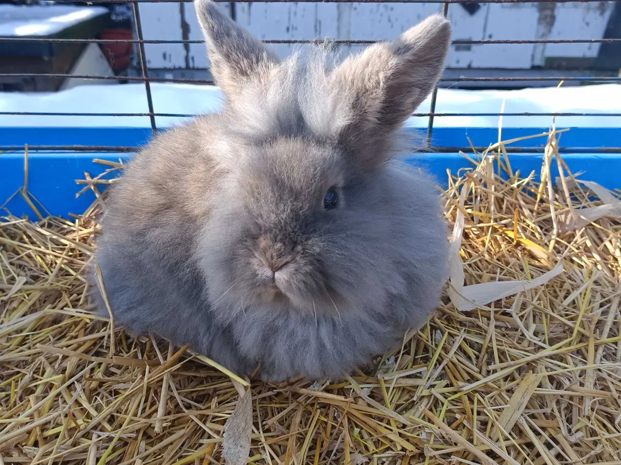 Billede 4 - Minilop/ Dværg vædder 