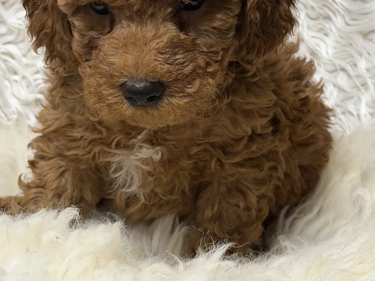 Billede 7 - Skønne Doodldoodle hvalpe 