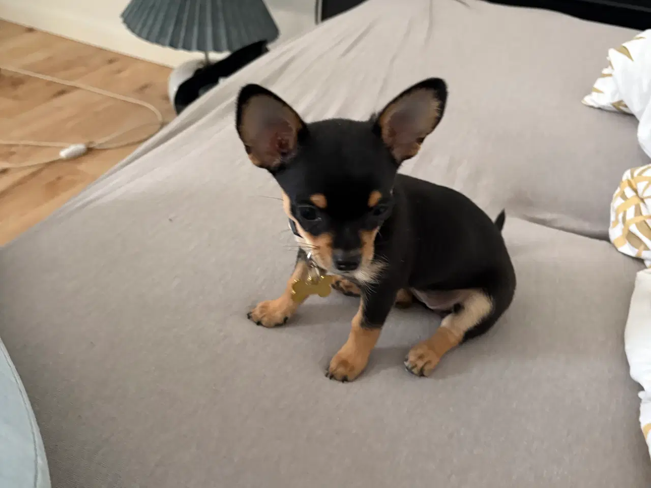 Billede 2 - Chihuahua Hvalp