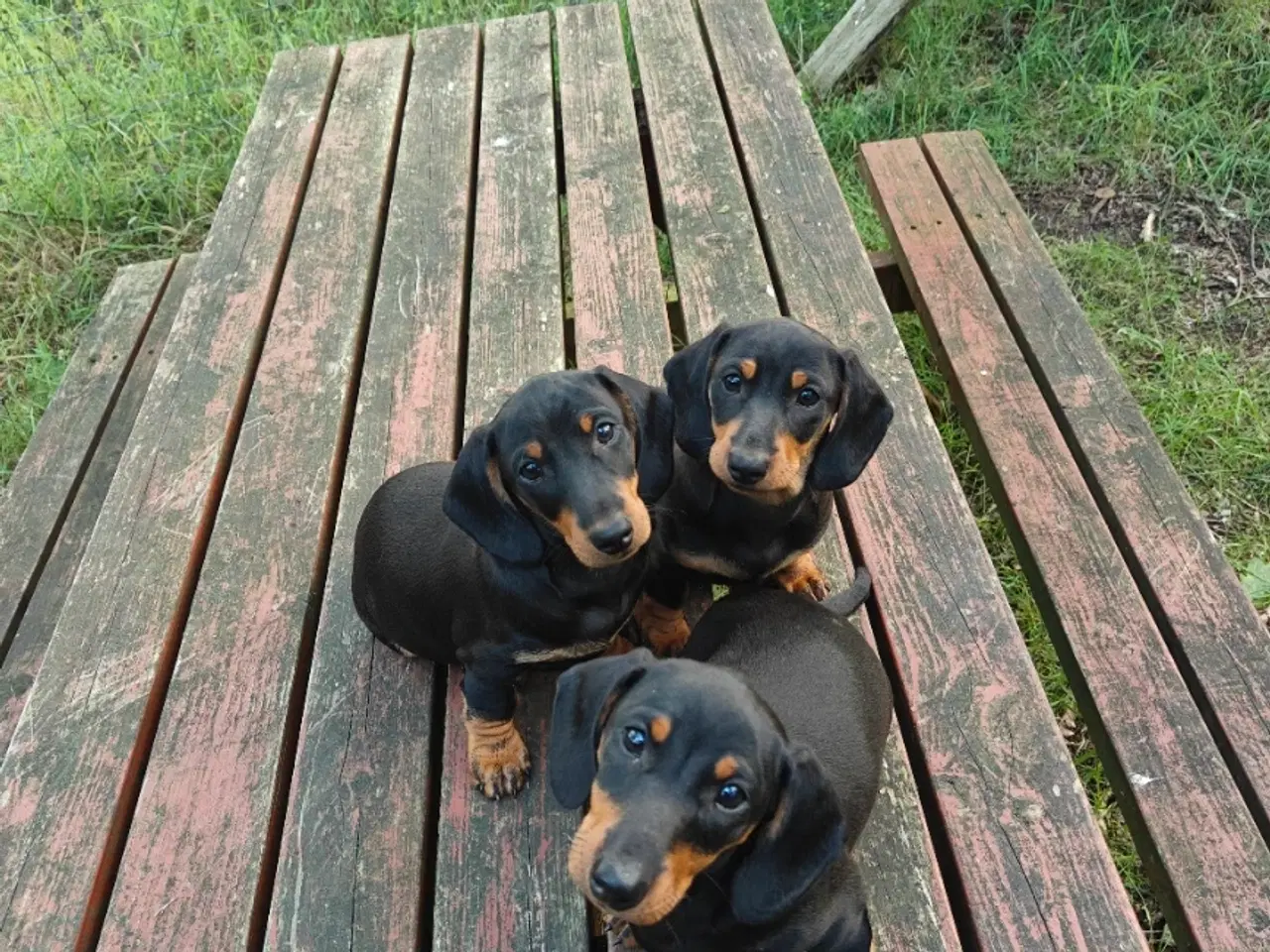 Billede 2 - Korthåret gravhundehvalpe.