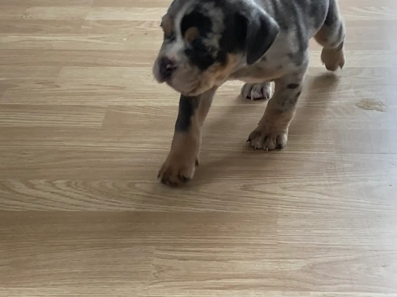 Billede 3 - OEB hvalp Merle med blå øjne 