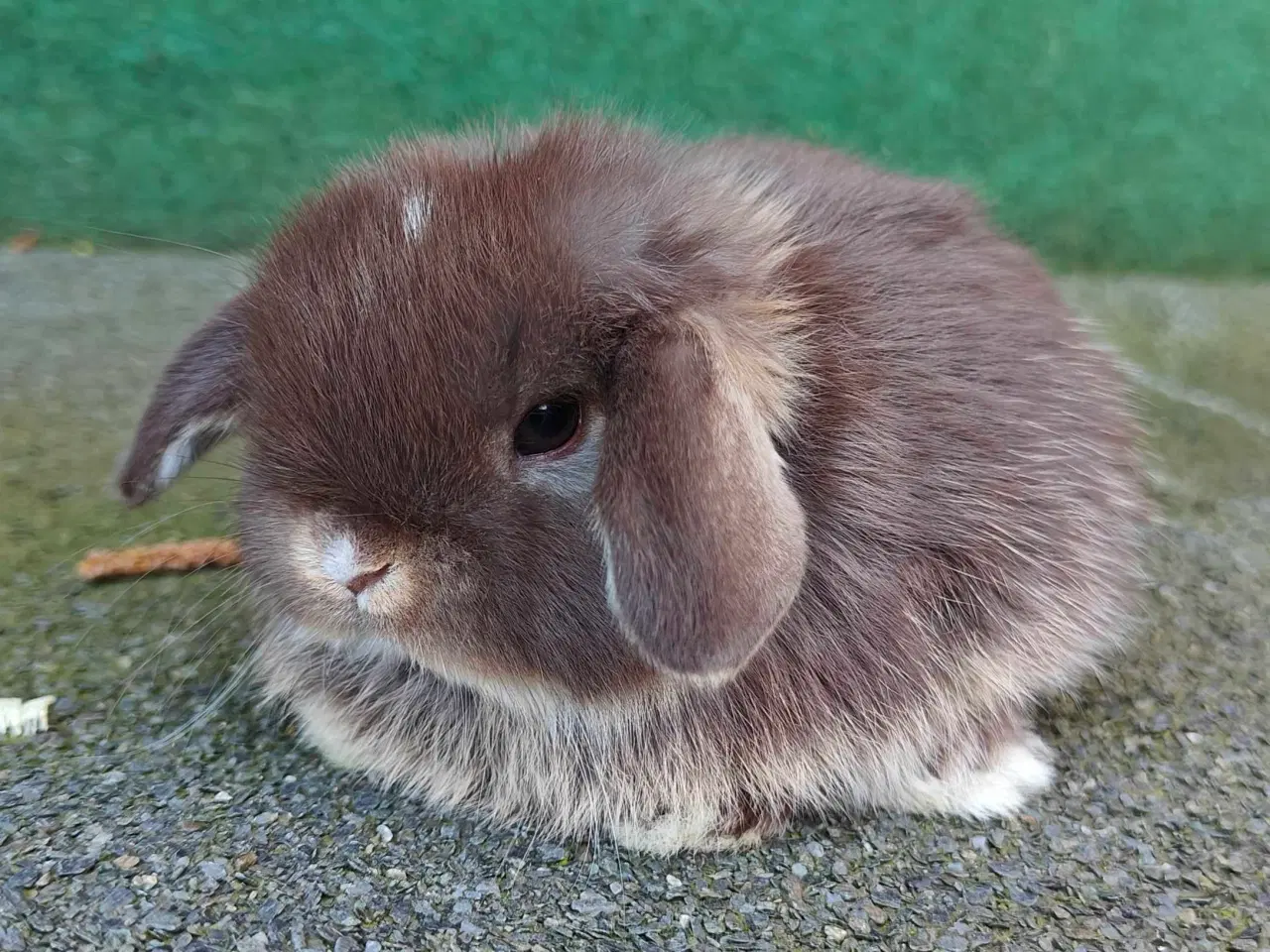 Billede 5 - Minilop hanunge