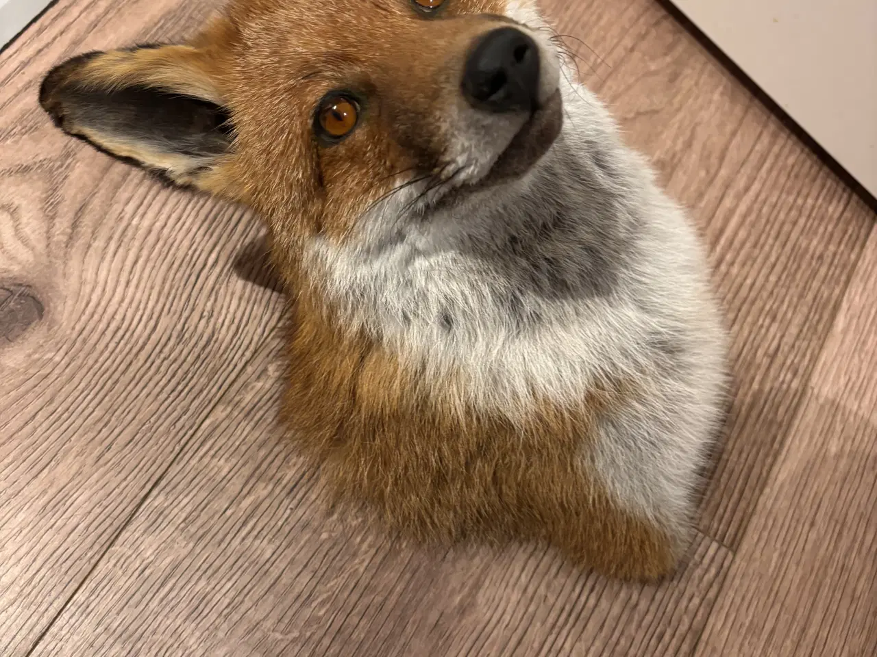 Billede 3 - Smuk skulder monteret ræv