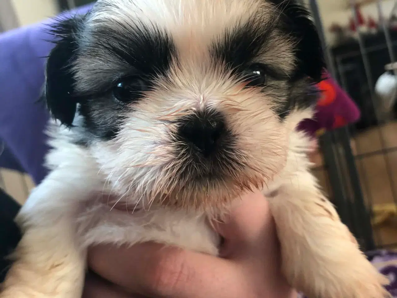 Billede 9 - Shih tzu hvalpe 5 uger med stamtavle