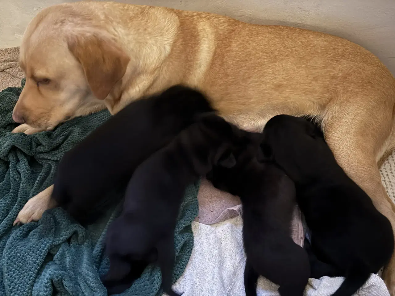 Billede 4 - Labrador hvalpe