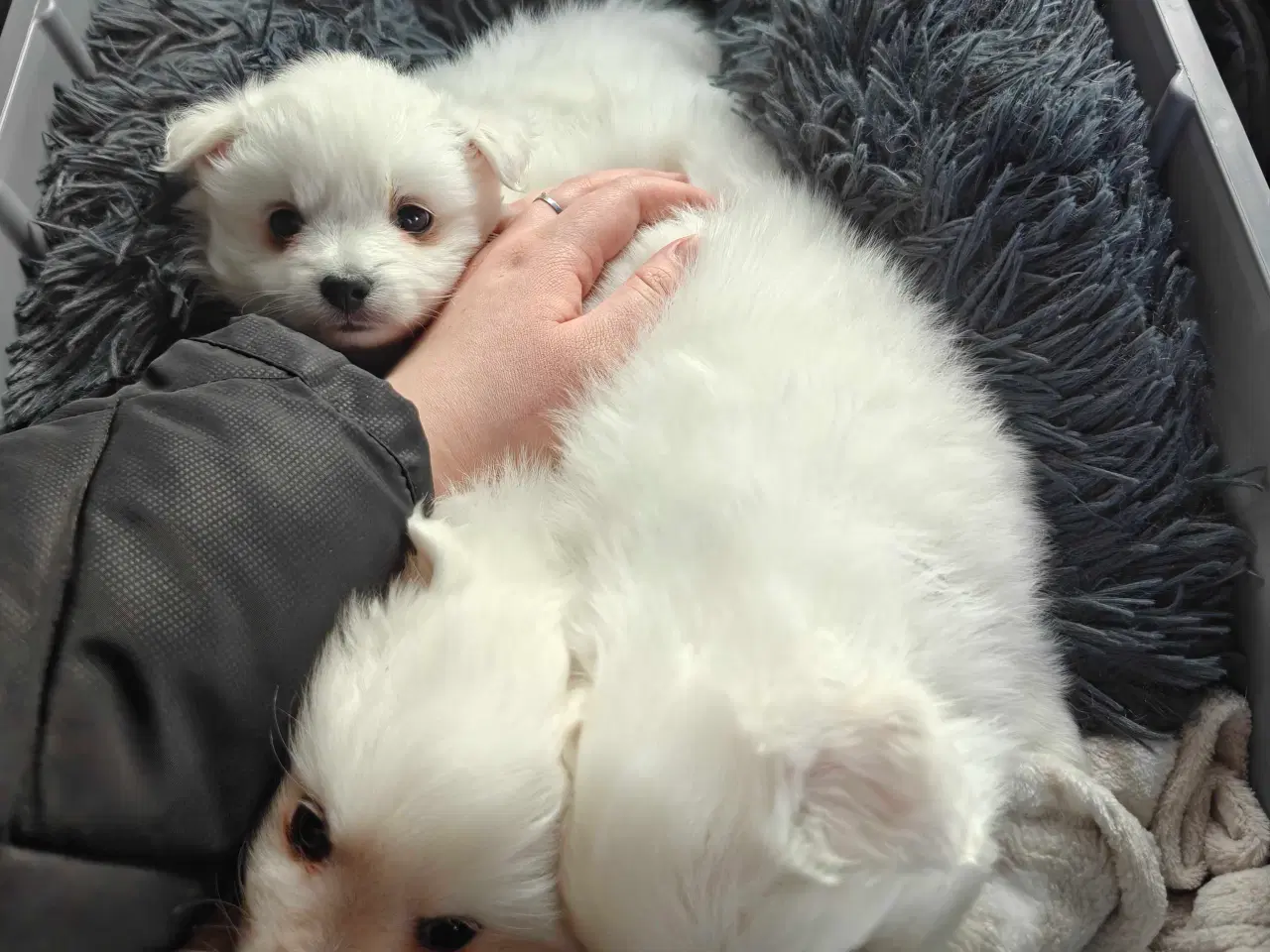 Billede 5 - Japansk spids hvalpe 🥰