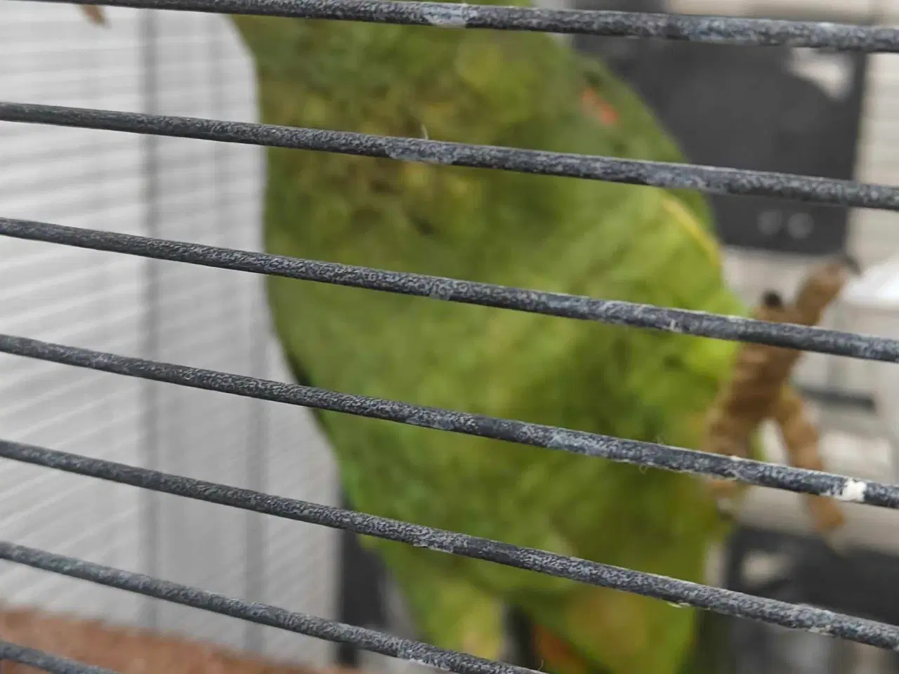 Billede 2 - Dobbelt gule hovedet Amazona