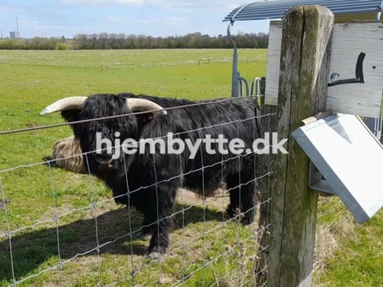 Billede 10 - Hjembytte - Sennepshaven