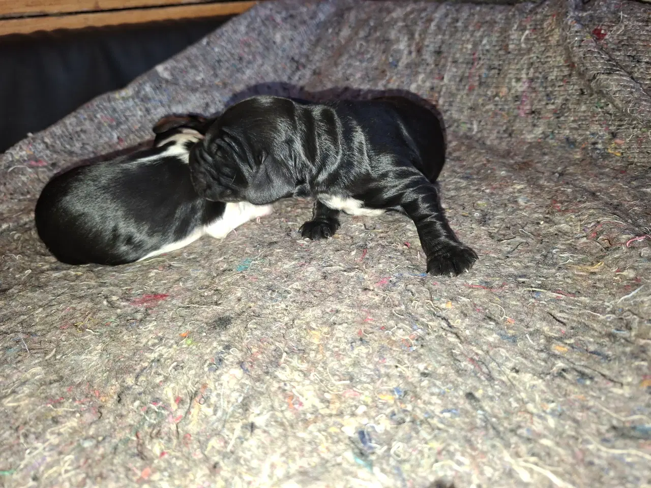 Billede 7 - Engelske cockerspaniel hvalpe 