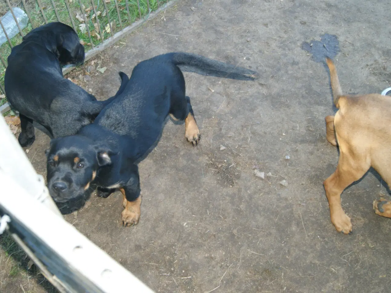 Billede 15 - 3 livlige og friske Cane Corso/ Rottweiler Hvalpe.