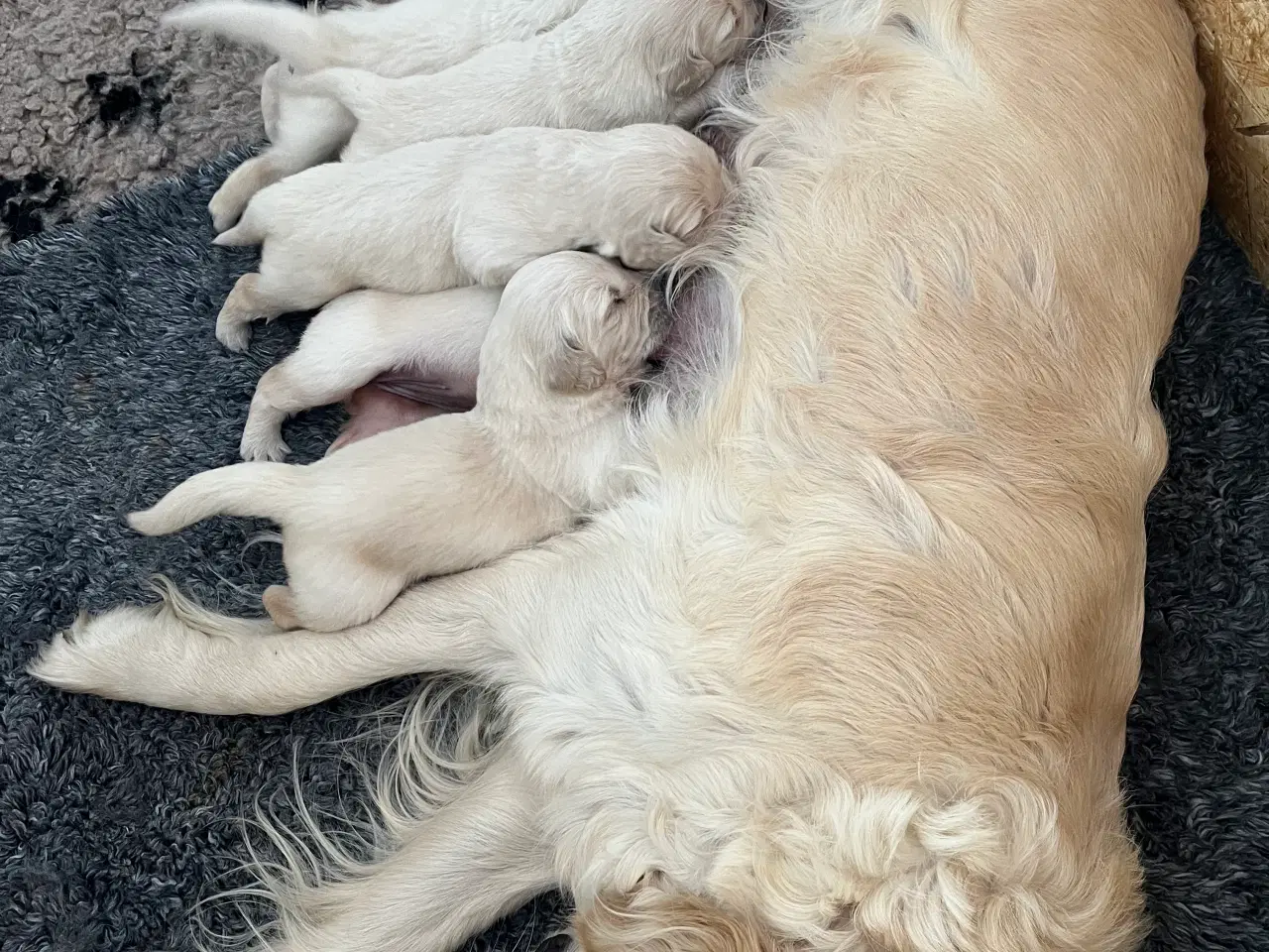 Billede 1 - Skønne Golden Retriever hvalpe til salg