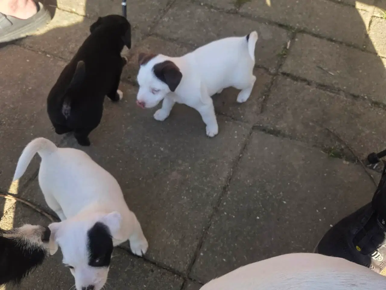 Billede 8 - Jack Russell Terrier hvalpe 