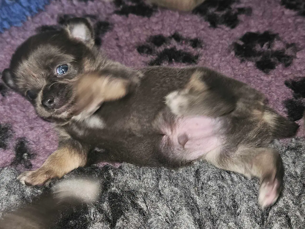 Billede 5 - 3 drenge 2 langhåret 1 korthårog 1 pige langhåret 