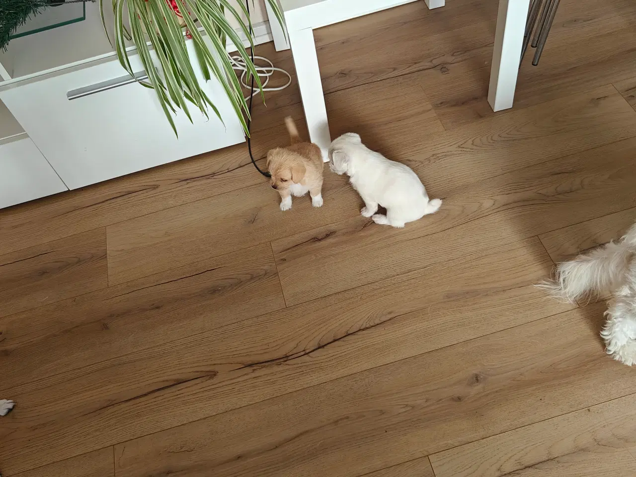 Billede 12 - Hvalpe søger nyt hjem 