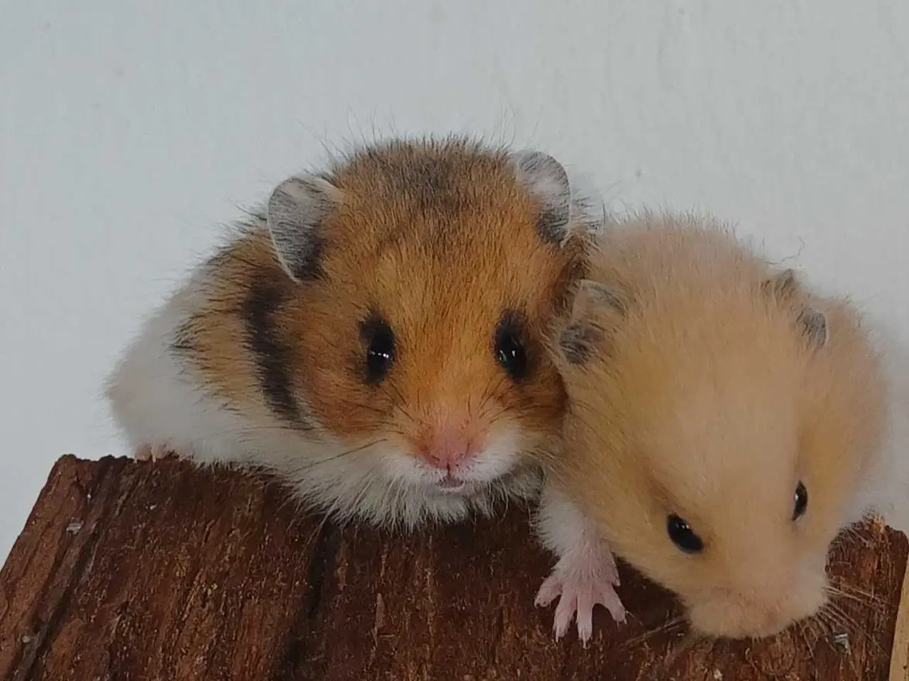 Billede 1 - Guldhamster unger