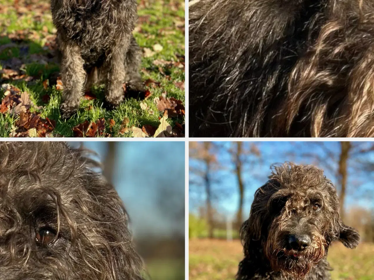 Billede 1 - Labradoodle avls han, med stambog og røntgen