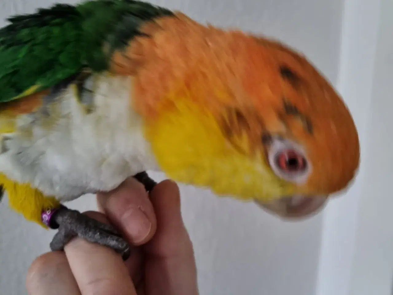 Billede 2 - Papegøje Caique 3 år Han