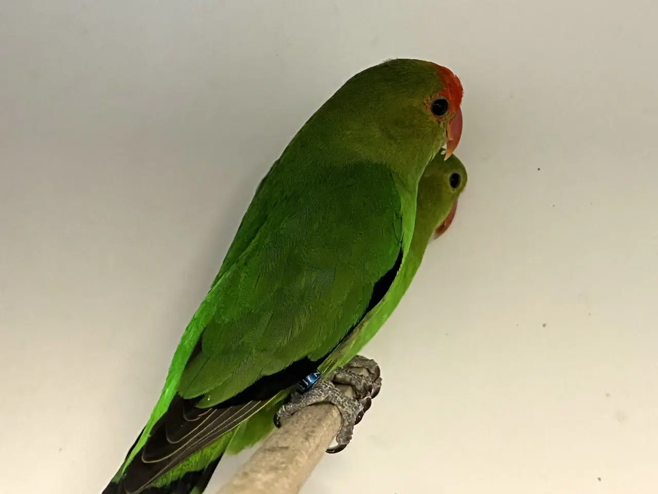 Billede 2 - Taranta Dværgpapegøje